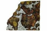 Polished Imilac Pallasite Meteorite (g) Slice #313645-1